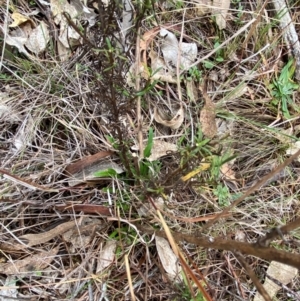 Xerochrysum viscosum at Watson, ACT - 11 Jul 2024