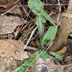 Sonchus oleraceus at Watson, ACT - 11 Jul 2024