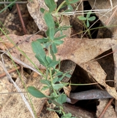 Hypericum perforatum (St John's Wort) at Watson, ACT - 11 Jul 2024 by mcosgrove