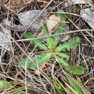 Hypochaeris radicata at Watson, ACT - 11 Jul 2024