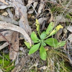 Erigeron sp. (Fleabanes) at Watson, ACT - 11 Jul 2024 by mcosgrove