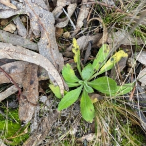 Erigeron sp. at Watson, ACT - 11 Jul 2024 11:20 AM