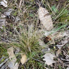 Austrostipa scabra (Corkscrew Grass, Slender Speargrass) at Watson, ACT - 11 Jul 2024 by mcosgrove