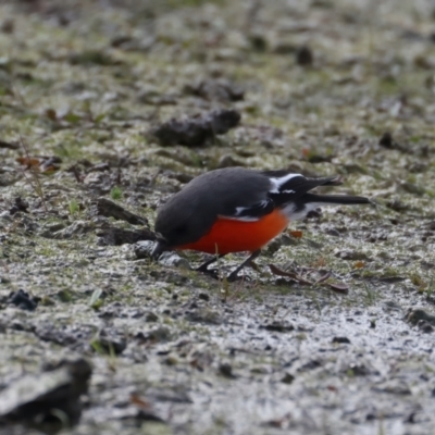 Petroica phoenicea (Flame Robin) at Winton North, VIC - 15 Jul 2024 by jb2602