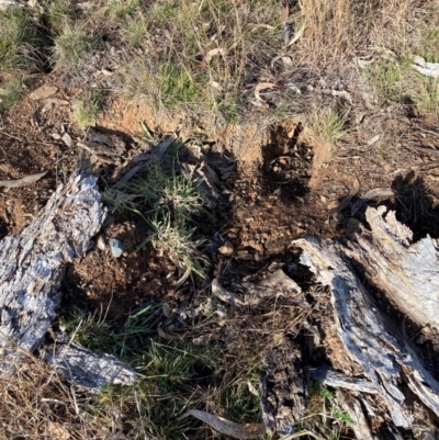 Oryctolagus cuniculus (European Rabbit) at Watson, ACT - 15 Jul 2024 by waltraud