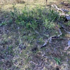 Echium plantagineum (Paterson's Curse) at Watson, ACT - 15 Jul 2024 by waltraud