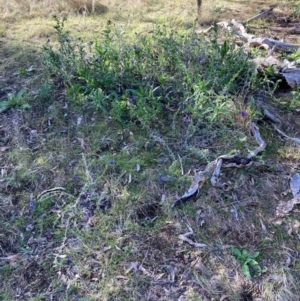 Echium plantagineum at Watson, ACT - 15 Jul 2024