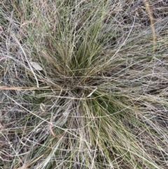 Nassella trichotoma (Serrated Tussock) at Watson, ACT - 15 Jul 2024 by waltraud