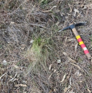 Nassella trichotoma at Watson, ACT - 15 Jul 2024