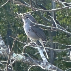 Colluricincla harmonica (Grey Shrikethrush) at Kangaroo Valley, NSW - 16 Jul 2024 by lbradley