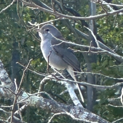 Colluricincla harmonica (Grey Shrikethrush) at Kangaroo Valley, NSW - 17 Jul 2024 by lbradley
