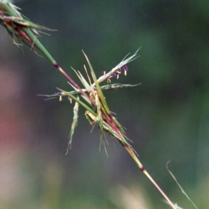 Cymbopogon refractus at Conder, ACT - 20 Jan 2007