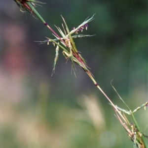 Cymbopogon refractus at Conder, ACT - 20 Jan 2007