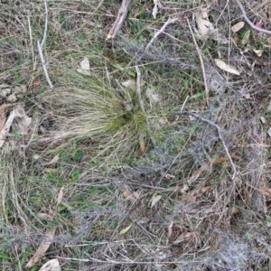 Nassella trichotoma at Watson, ACT - 15 Jul 2024