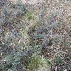 Nassella trichotoma (Serrated Tussock) at Watson, ACT - 15 Jul 2024 by waltraud