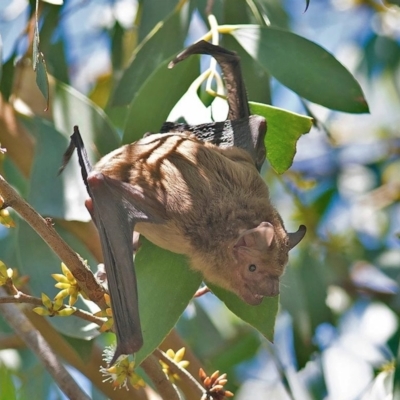 Falsistrellus tasmaniensis (Eastern False Pipistrelle) at Bombala, NSW - 11 Mar 2018 by MichaelBedingfield