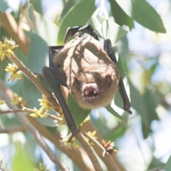 Falsistrellus tasmaniensis at Bombala, NSW - 11 Mar 2018