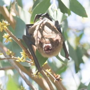 Falsistrellus tasmaniensis at Bombala, NSW - 11 Mar 2018