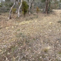 Nassella trichotoma at Watson, ACT - 15 Jul 2024