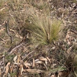 Nassella trichotoma at Watson, ACT - 15 Jul 2024