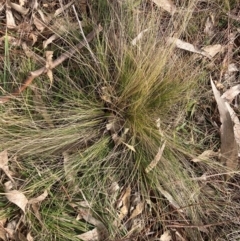 Nassella trichotoma at Watson, ACT - 15 Jul 2024