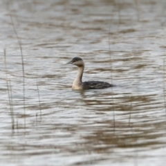 Poliocephalus poliocephalus (Hoary-headed Grebe) at Winton Wetlands - 15 Jul 2024 by jb2602