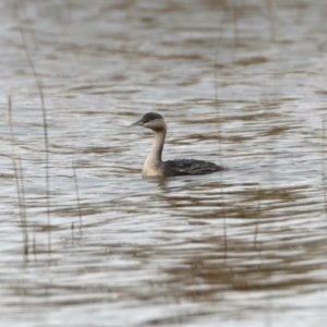 Poliocephalus poliocephalus at Winton North, VIC - 15 Jul 2024