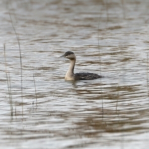 Poliocephalus poliocephalus (Hoary-headed Grebe) at Winton North, VIC by jb2602