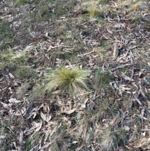 Nassella trichotoma at Watson, ACT - 15 Jul 2024