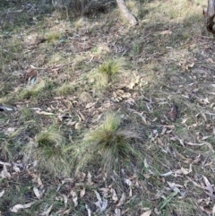 Nassella trichotoma at Watson, ACT - 15 Jul 2024