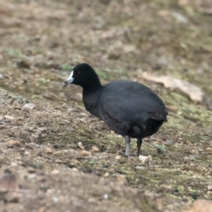 Fulica atra at Chesney Vale, VIC - 15 Jul 2024