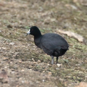 Fulica atra (Eurasian Coot) at Chesney Vale, VIC by jb2602