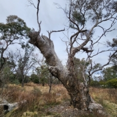 Eucalyptus melliodora (Yellow Box) at Pialligo, ACT - 17 Jul 2024 by Steve818