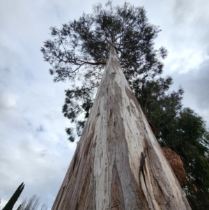 Eucalyptus bicostata at Kingston, ACT - 17 Jul 2024