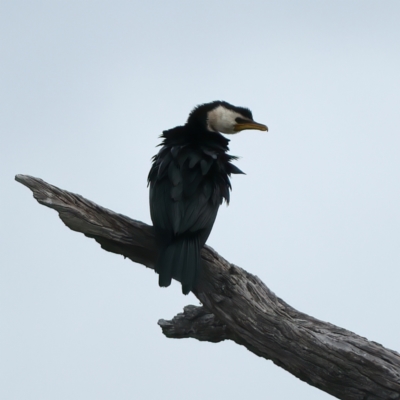 Microcarbo melanoleucos (Little Pied Cormorant) at Winton North, VIC - 15 Jul 2024 by jb2602