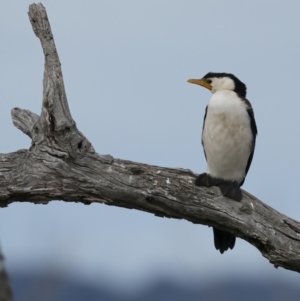 Microcarbo melanoleucos at Winton North, VIC - 15 Jul 2024