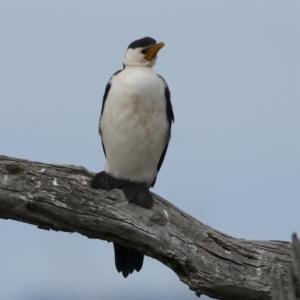 Microcarbo melanoleucos at Winton North, VIC - 15 Jul 2024