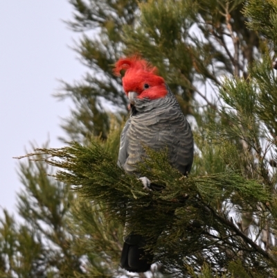 Callocephalon fimbriatum (Gang-gang Cockatoo) at Red Hill, ACT - 16 Jul 2024 by davidcunninghamwildlife