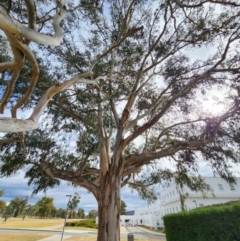 Eucalyptus globulus subsp. bicostata (Southern Blue Gum, Eurabbie) at Parkes, ACT - 17 Jul 2024 by Steve818
