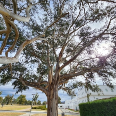 Eucalyptus bicostata (Southern Blue Gum, Eurabbie) at Parkes, ACT - 17 Jul 2024 by Steve818