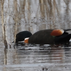 Tadorna tadornoides (Australian Shelduck) at Winton Wetlands - 15 Jul 2024 by jb2602