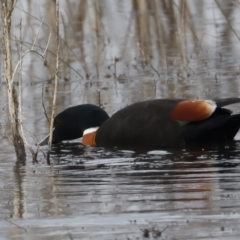 Tadorna tadornoides (Australian Shelduck) at Winton North, VIC - 15 Jul 2024 by jb2602