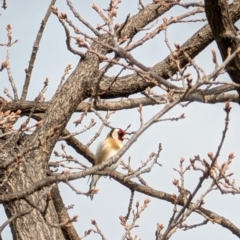 Carduelis carduelis (European Goldfinch) at Lawson, ACT - 17 Jul 2024 by mroseby