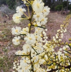 Acacia genistifolia (Early Wattle) at Lyneham, ACT - 17 Jul 2024 by HarleyB