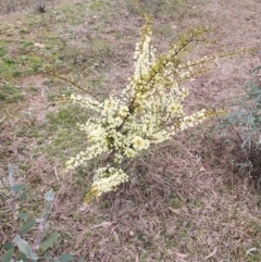 Acacia genistifolia at Lyneham, ACT - 17 Jul 2024