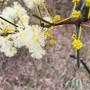 Acacia genistifolia at Lyneham, ACT - 17 Jul 2024