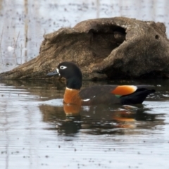 Tadorna tadornoides (Australian Shelduck) at Winton Wetlands - 15 Jul 2024 by jb2602