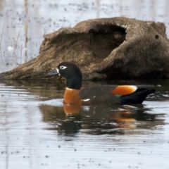 Tadorna tadornoides (Australian Shelduck) at Winton North, VIC - 15 Jul 2024 by jb2602