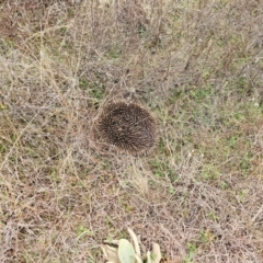 Tachyglossus aculeatus (Short-beaked Echidna) at Strathnairn, ACT - 17 Jul 2024 by Jiggy