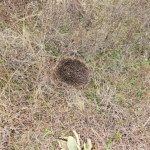 Tachyglossus aculeatus at Strathnairn, ACT - 17 Jul 2024